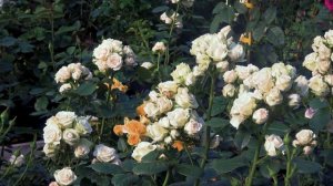 Видео обзор розы Яна (Спрей) - Jana (Interplant Нидерланды)