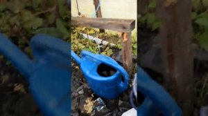 Чем подкормить и обработать виноград осенью 2й этап.