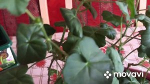 Черенкование ампельной пеларгонии.