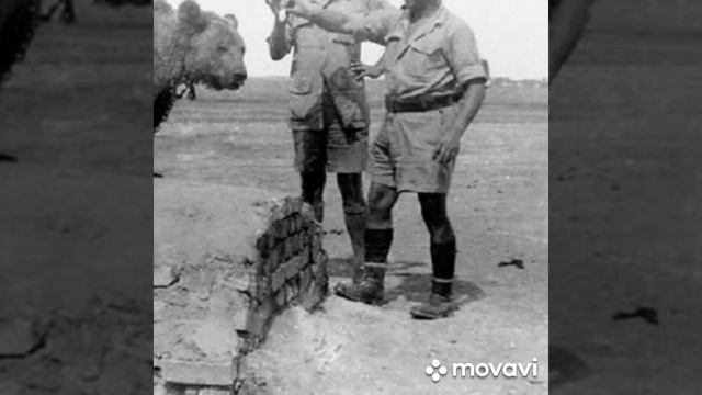 медведь на войне смотреть онлайн