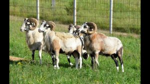 Бараны помесь с муфлоном. Фермерское хозяйство "Катумы"
