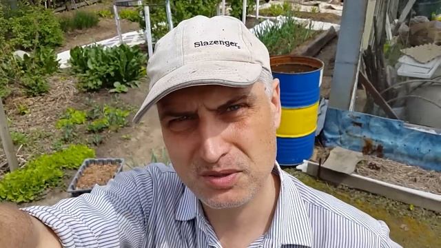 Сибирский огород выжил. Растения после суровой зимы и весны. Июнь 2019. смотреть онлайн