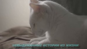?Замуж в 60 лет!?Истории из жизни?Аудио рассказы?Жизненные истории