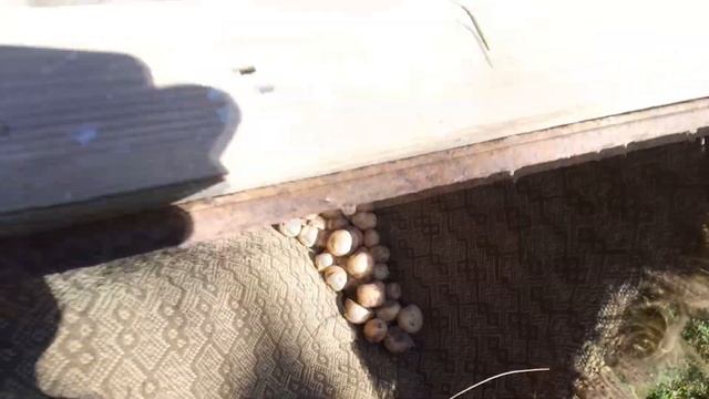Самодельная картофелесортировка из подручных материалов