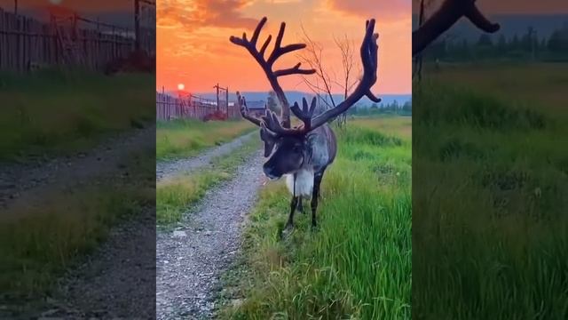 Закат в Финляндии. Хорошего вечера.❤️