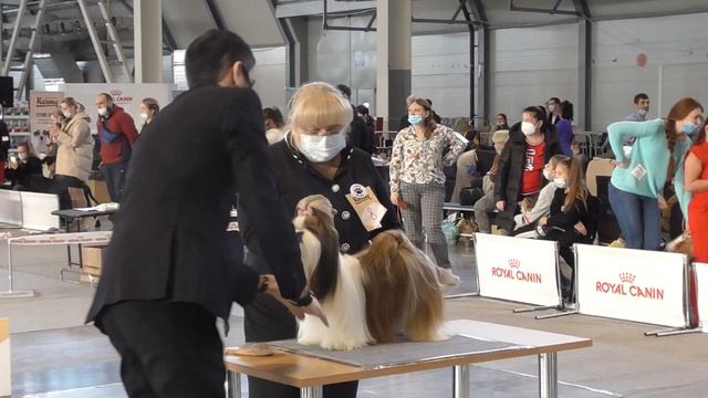 Монопородгая выставка ши тцу Екатеринбург смотреть онлайн