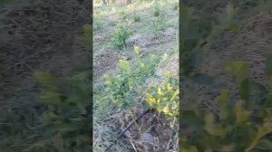 урожайность 3- летних кустов голубики (черенки или инвитро)