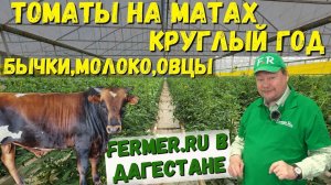 100 тонн помидоров в год. 40 соток томатов. Тепличный бизнес в Дагестане. Мясной скот на откорме.