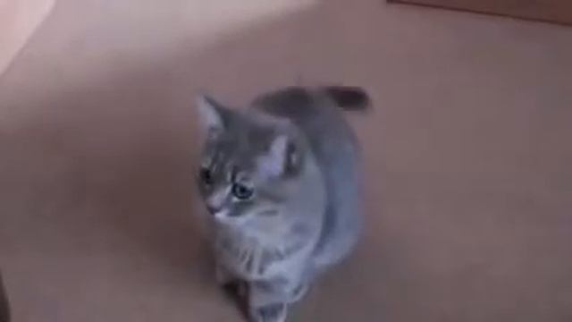 Кот умоляет ........ смотреть онлайн