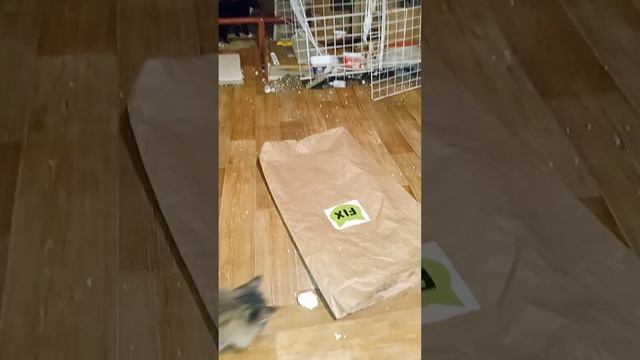 котенок Трехлапик играется. А кошка Мишель ласкается. Кошачий приют. Петербург смотреть онлайн