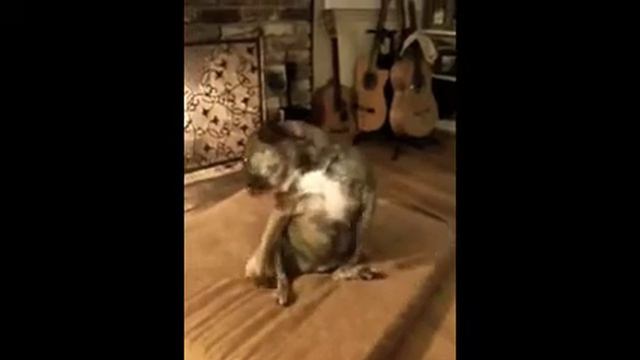 Petunia's Fire Dance смотреть онлайн