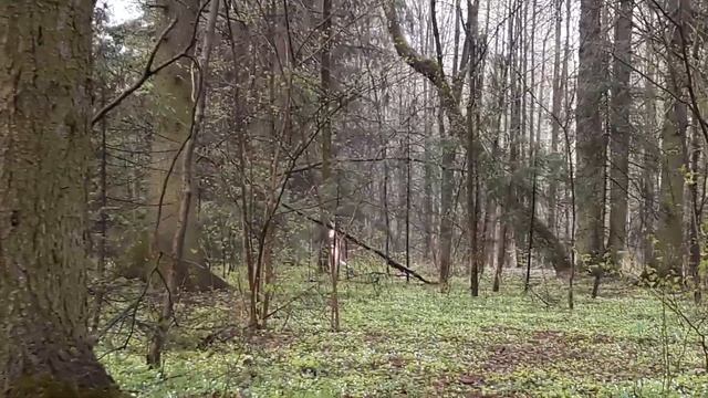 Голышом по ЛЕСУ смотреть онлайн