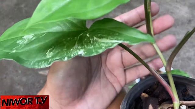 Syngonium Albo Variegata - reverted?😟😞