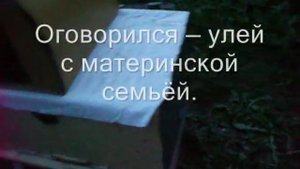 Пчеловодство. Часть 1 Посадка роя «на старика»