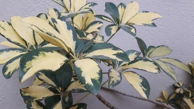 Schefflera Plant - Care And Propagation #schefflera #keralaherbalcare