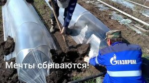 Нятяжка пленки(укрытия)под сладкую кукурузу!