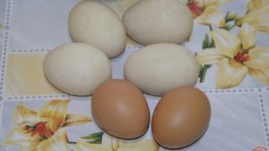 Омлет из утиных яиц