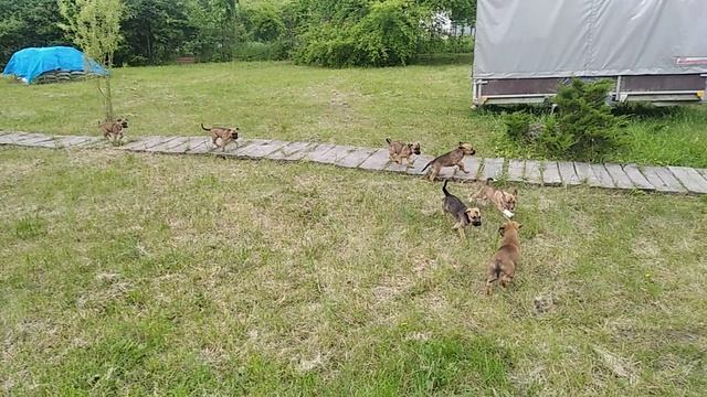 Щенки