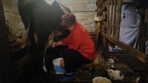УТРОМ ПРИШЛИ ДОИТЬ КОРОВУ