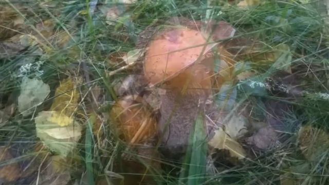 #ЛАДОГИБерега смотреть онлайн