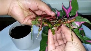 Alternanthera ficoidea "Party Time" Plant Propagation in a Jar of water