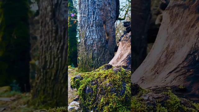ЭПО «Массандровские гроты».