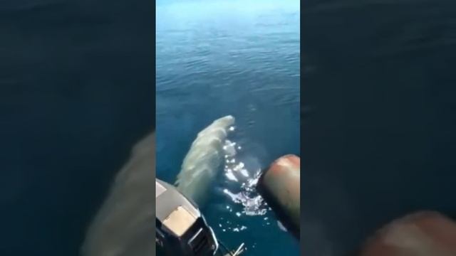 Бухта Воевода, остров Русский.