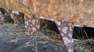 Как приучить кур нестись в гнездо с дыркой и на линолеум