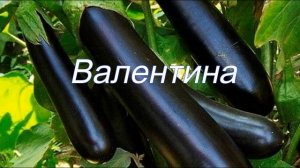 Лучшие сорта баклажанов для открытого грунта