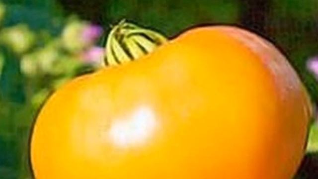 Новинки ТОМАТОВ 2022 / Сорта и гибриды, хит сезона. Биф Пинк, Владимир Великий, F1 Слот и др. смотреть онлайн