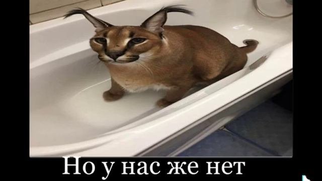 Шлёпа и чибупели