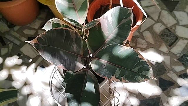 Ficus Elastica Ruby#Rubber plant Variegated#Care#
