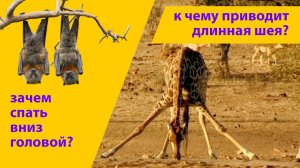 Почему летучие мыши спят вниз головой? Зачем жирафу такая длинная шея и пятна? Наталья Носова