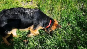 ЭЛЬЗЕ (щенок немецкой овчарки) 5 месяцев