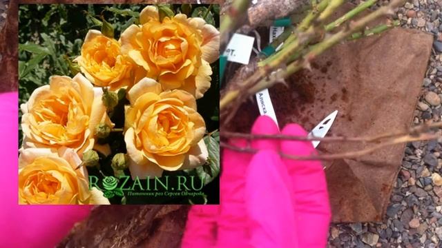 Обзор второй посылки с розами из питомника Сергея Овчарова смотреть онлайн