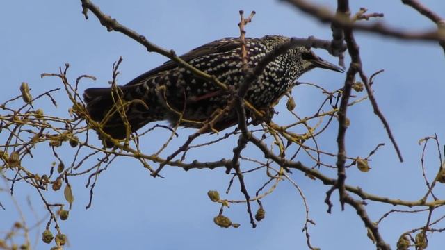 Скворец обыкновенный Sturnus vulgaris зимой в Судаке, Крым. Большая стая на софоре смотреть онлайн