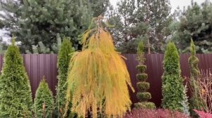 Подготовка ШТАМБОВЫХ РАСТЕНИЙ к Зиме ?♀️Каркас - фиксация