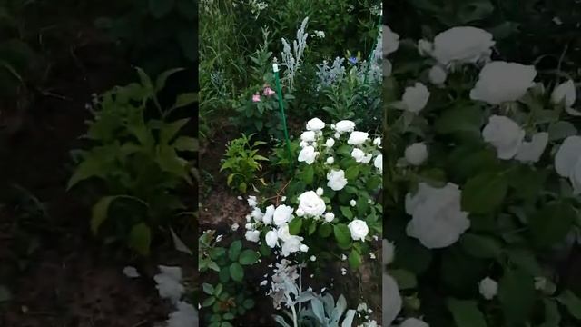 Цветение роз Отличные сорта смотреть онлайн