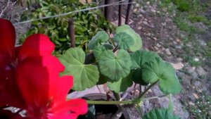 Высадка Герани ,на улицу ч1🌺🌺🌺🌺
