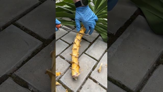 Размножение Юкки – черенкование смотреть онлайн