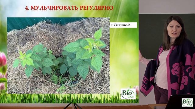 Ягодные кустарники - Часть 3: Малина смотреть онлайн