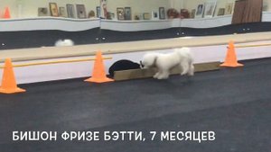 Дрессировка щенка. Бишон Фризе