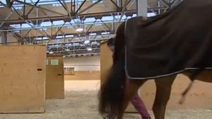 Что такое конкур в конном спорте