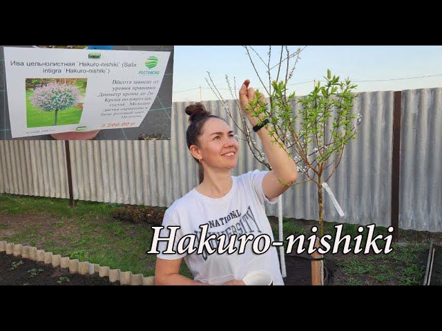 Ива Hakuro-nishiki в наш сад)  Willow Hakuro-nishiki in our garden