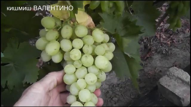 Снежный,Пикантный, АТ-6-3ск,кишмиши Кодрус, Валентино, Золотце, Реа, Цитронный, Красное пламя смотреть онлайн