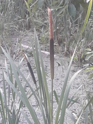 50. Рогоз широколистный - Typha latifolia