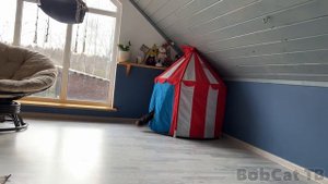 Профессиональный уход за мейн-куном / Собаки испугались кота