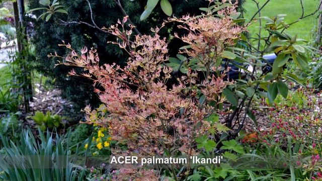 Garden Canadensis: Season 2021 April-May смотреть онлайн