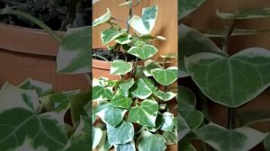 Крестовник уход,размножение