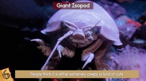 BIGGEST Sea Creatures Around The World!